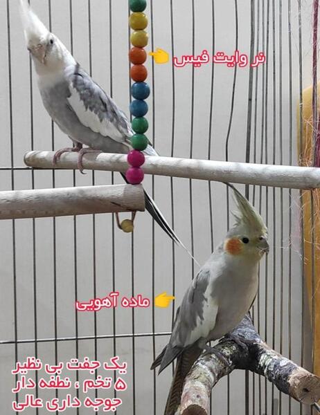 عکس عروس هلندی نژاد وایت فیس