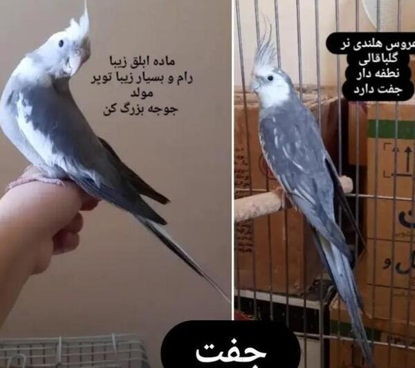 عکس عروس هلندی نژاد وایت فیس