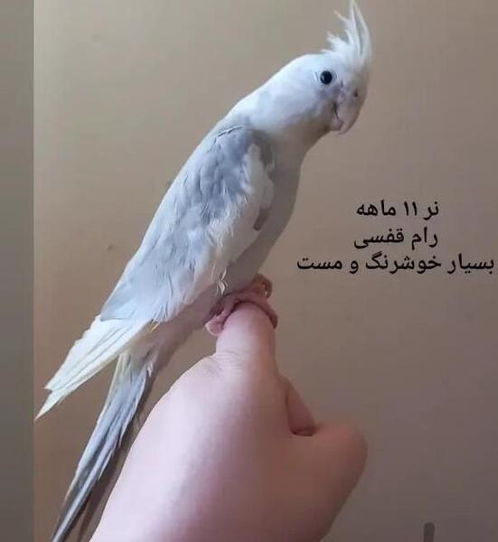 عکس عروس هلندی نژاد وایت فیس