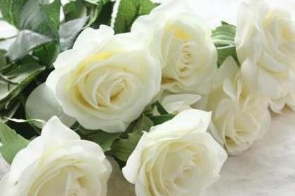 عکس گلهای زیبای سفید
