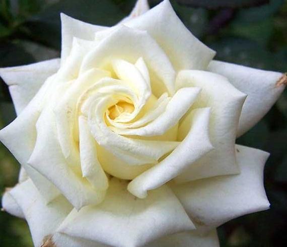 عکس گلهای زیبای سفید