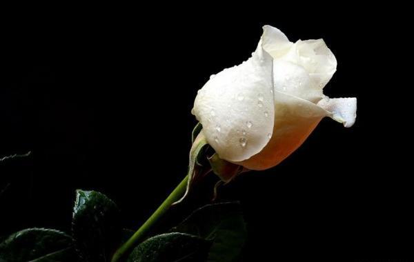 عکس گلهای زیبای سفید