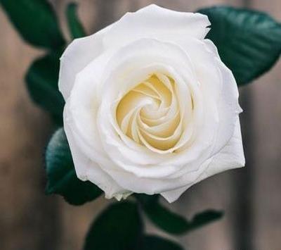 عکس گلهای زیبای سفید