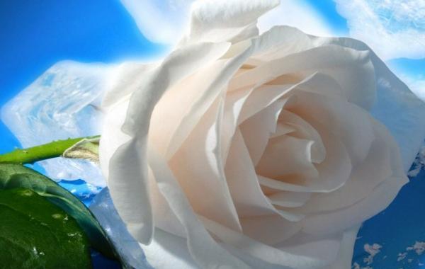 عکس گلهای زیبای سفید