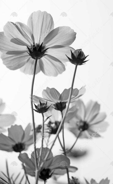 عکس گلهای زیبای سفید