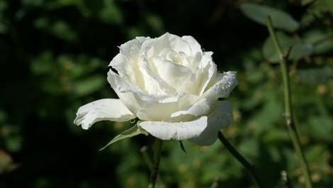 عکس گلهای زیبای سفید