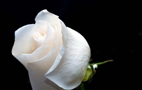 عکس گلهای زیبای سفید