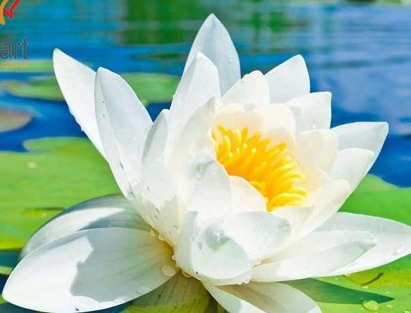 عکس گلهای زیبای سفید