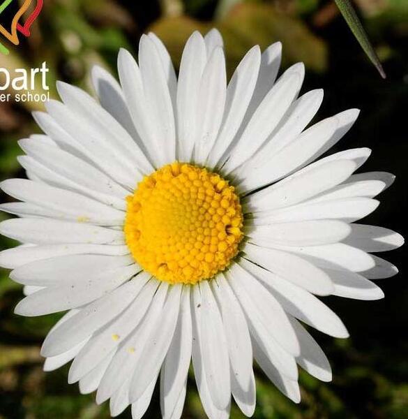 عکس گلهای زیبای سفید