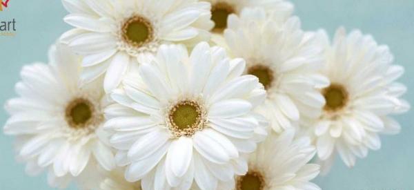 عکس گلهای زیبای سفید