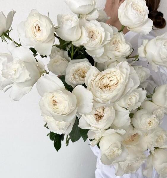 عکس گلهای زیبای سفید