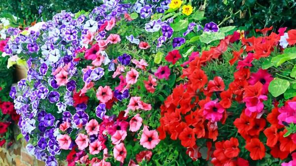 عکس گل اطلسی ایرانی