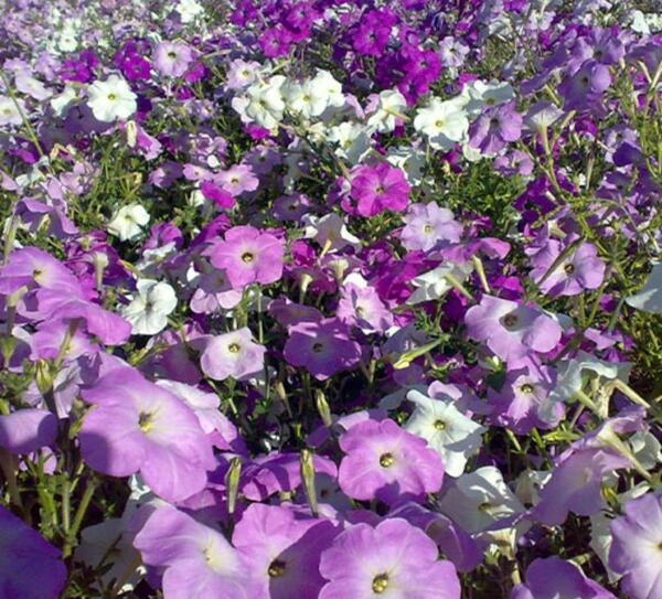 عکس گل اطلسی ایرانی