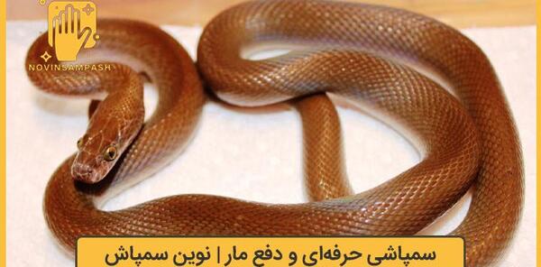 عکس مار قهوه ای