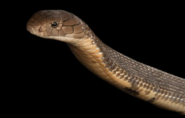 عکس مار قهوه ای