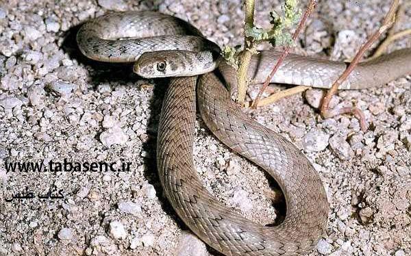 عکس مار قهوه ای