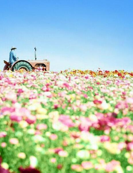 عکس نوشته دروغ نگین