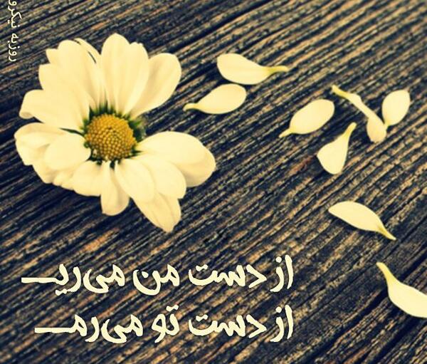 عکس های از غزل شاکری