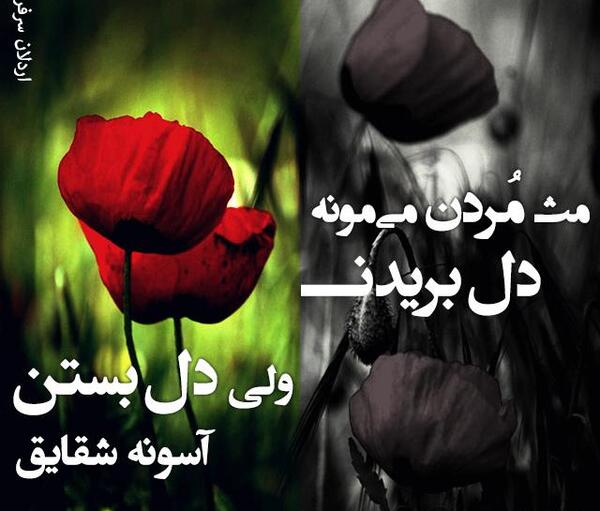 عکس های از غزل شاکری