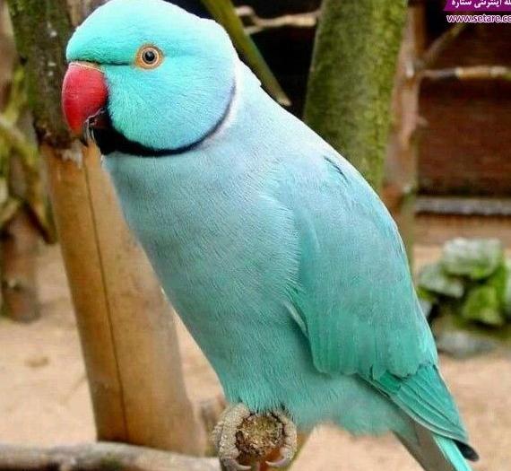 عکس طوطی ناز