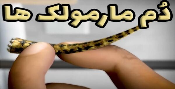 عکس زهر مارمولک