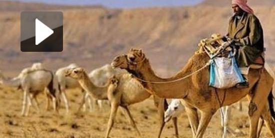 عکس فیلم پالتو شتری