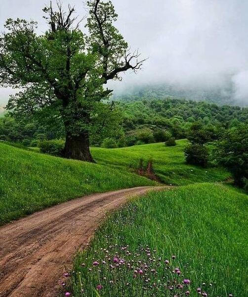 عکس طبیعت زیبای شمال