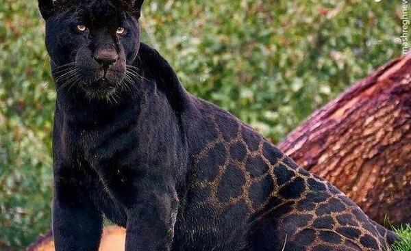 عکس شیر کوهی نر