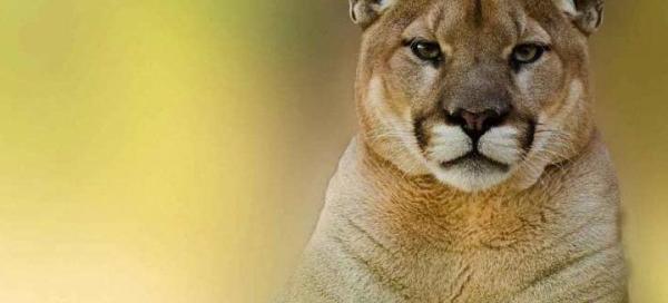 عکس شیر کوهی نر