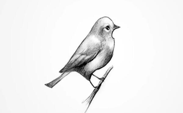 عکس نقاشی سیاه قلم پرندگان