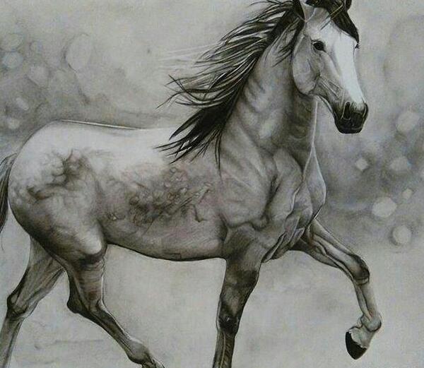عکس نقاشی سیاه قلم پرندگان