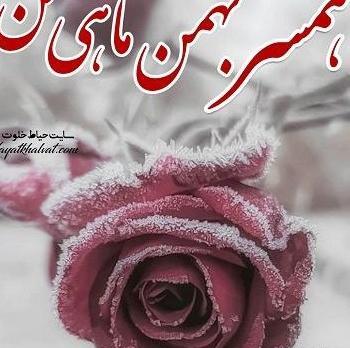 عکس عشق بهمن ماهی