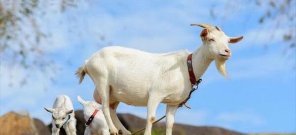 عکس ضرب المثل بزک نمیر بهار میاد