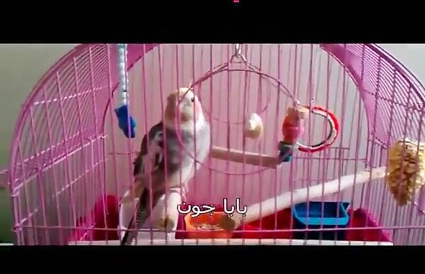 عکس عروس هلندی که حرف میزنه