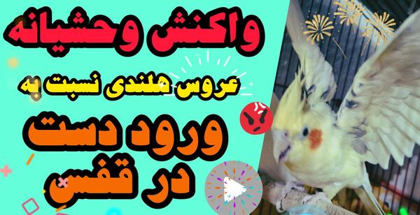 عکس عروس هلندی که حرف میزنه