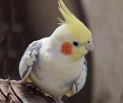 عکس عروس هلندی که حرف میزنه