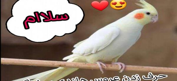عکس عروس هلندی که حرف میزنه