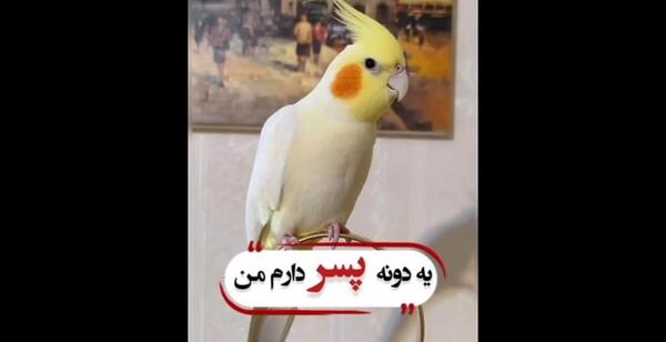 عکس عروس هلندی که حرف میزنه