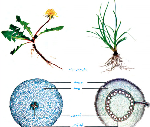 عکس آبی متیل