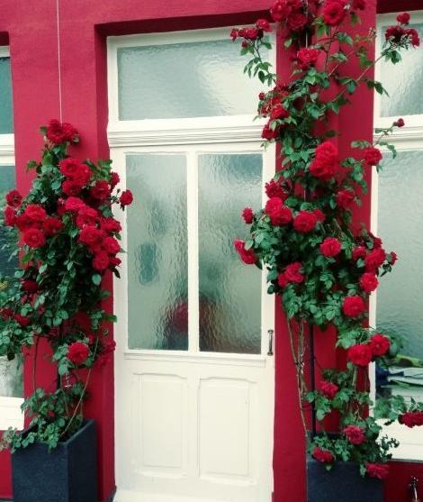 عکس گل رز رونده عطری