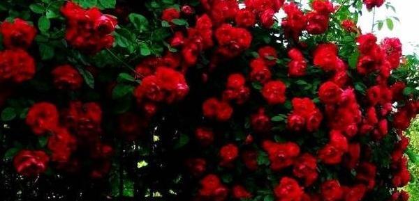 عکس گل رز رونده عطری