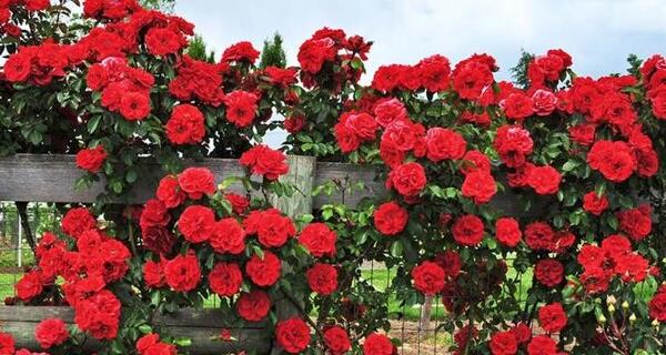 عکس گل رز رونده عطری