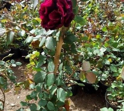 عکس گل رز رونده عطری