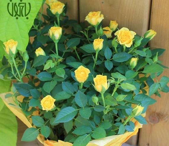 عکس گل رز رونده عطری