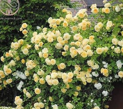 عکس گل رز رونده عطری