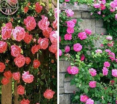 عکس گل رز رونده عطری