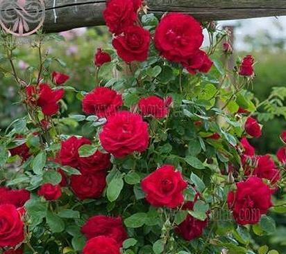عکس گل رز رونده عطری