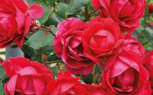 عکس گل رز رونده عطری