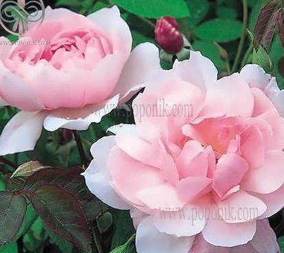 عکس گل رز رونده عطری
