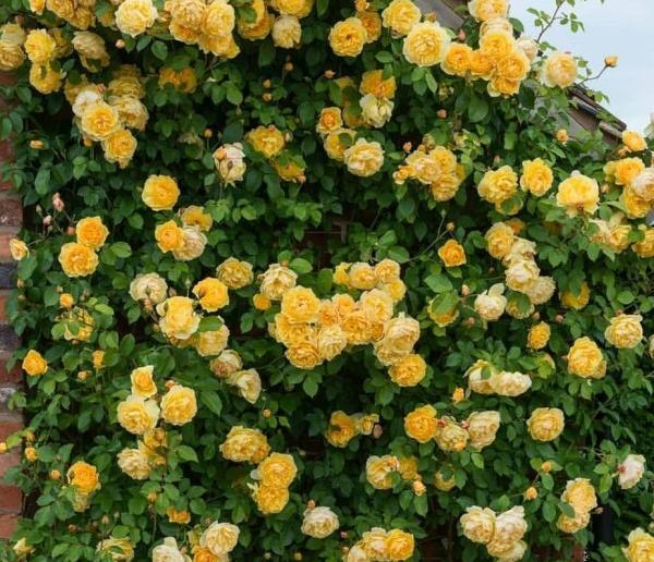 عکس گل رز رونده عطری